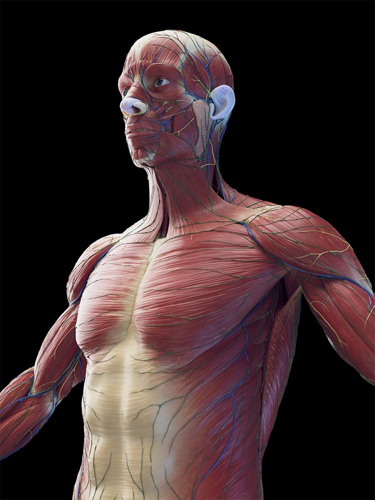 lateral view of pectoralis major