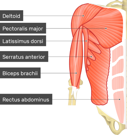 latissimus dorsi and point of Panterotto