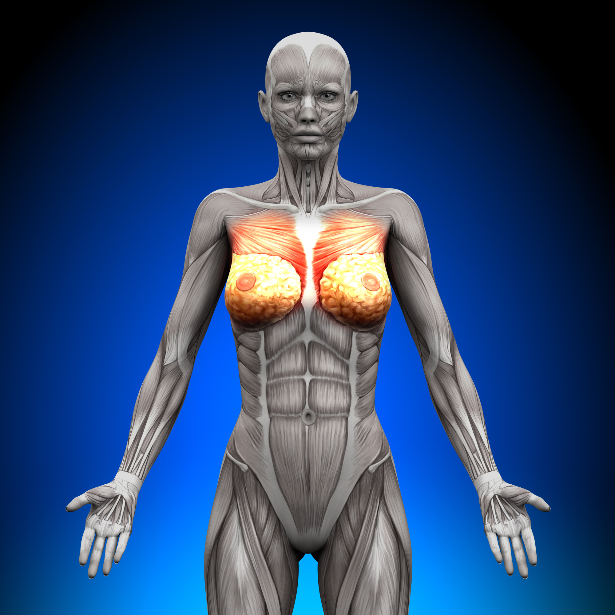 female-anatomy-pectoralis