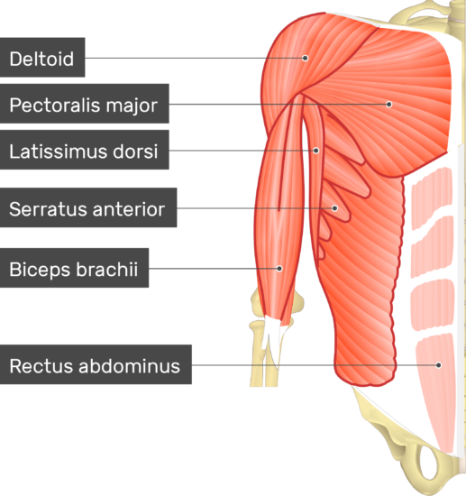 latissimus dorsi and point of Panterotto