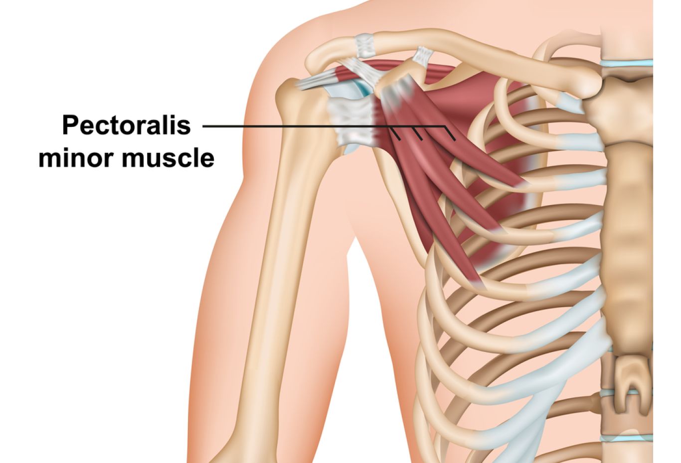 PECTORALIS MINOR ANATOMY
