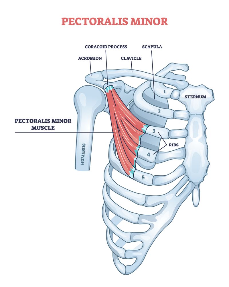 Physiology of Pectoralis Minor