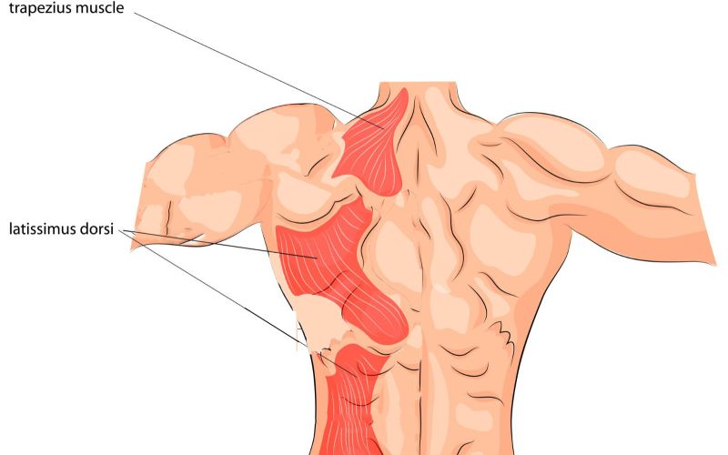 posterior view scapula depressors