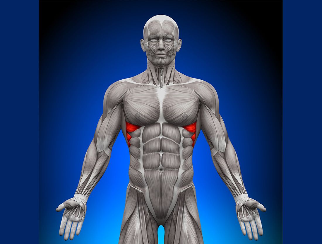 serratus anterior