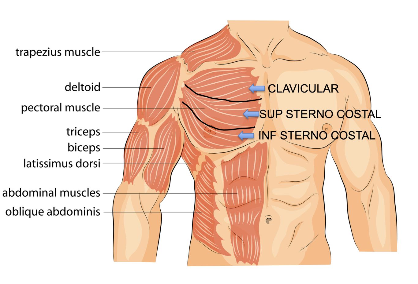 Pectoralis Major