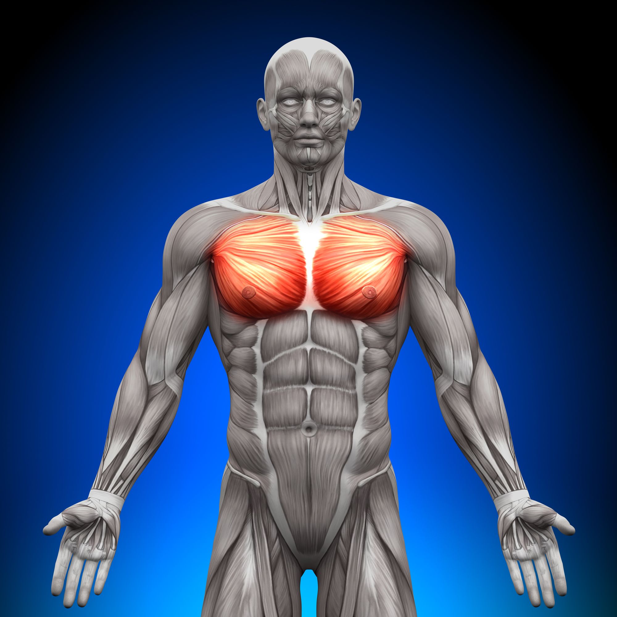 male-anatomy-pectoralis