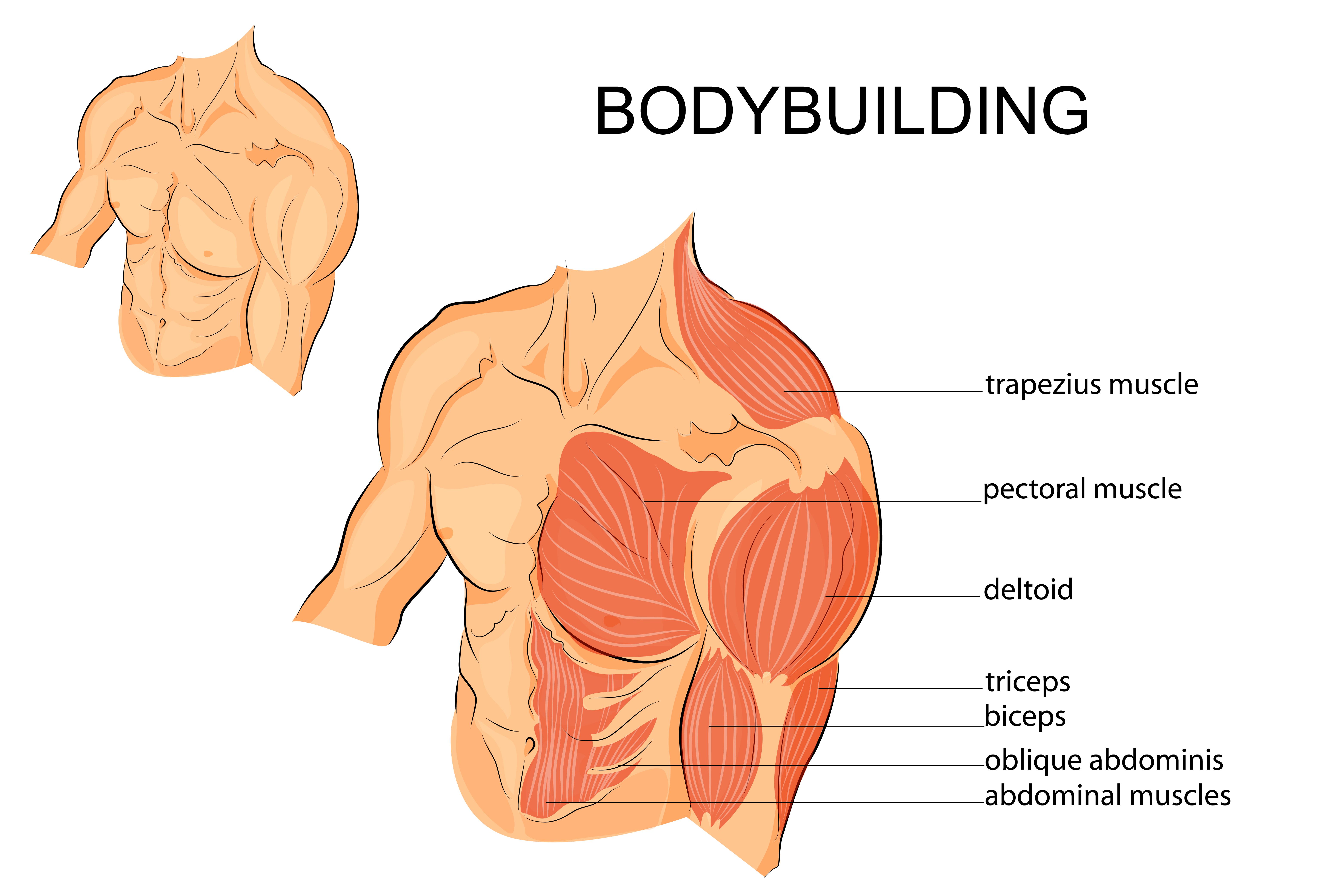 bodybuilder muscles